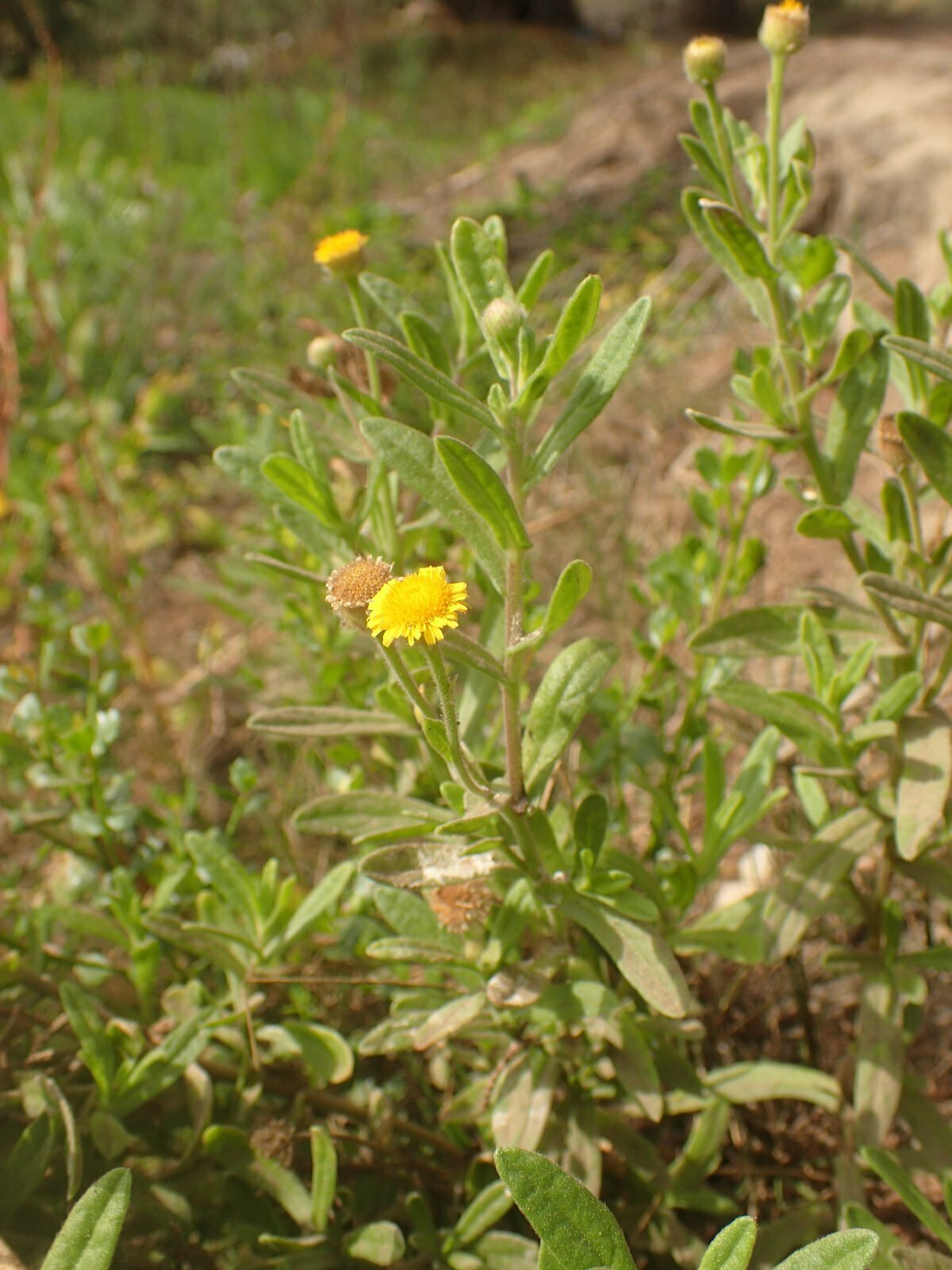 High Resolution Pulicaria paludosa Plant